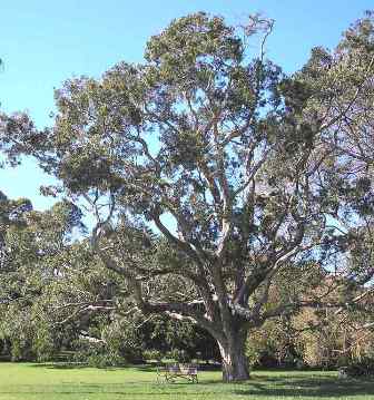 Ecologisch Management Systeem | African  wild plum